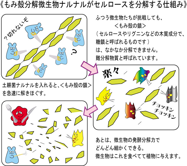 モミガラ分解菌ナルナルがセルロースを分解する仕組み